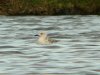 Caspian Gull at Paglesham Lagoon (Steve Arlow) (100590 bytes)